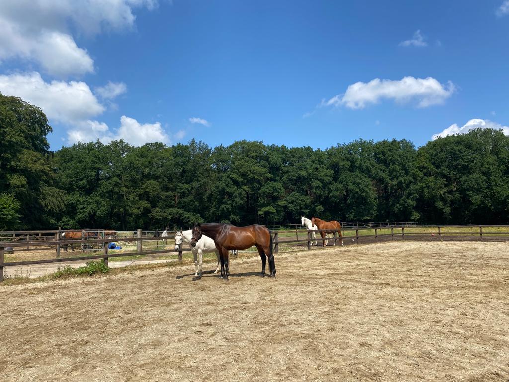 Afbeelding bij In het hart | Systemisch spiegelwerk met mens en paard 